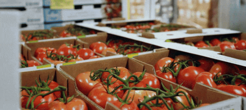 Tomatoes and peppers being packaging for shipment.