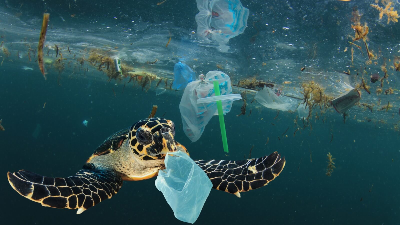 A sea turtle swimming with plastic packaging waste nearby