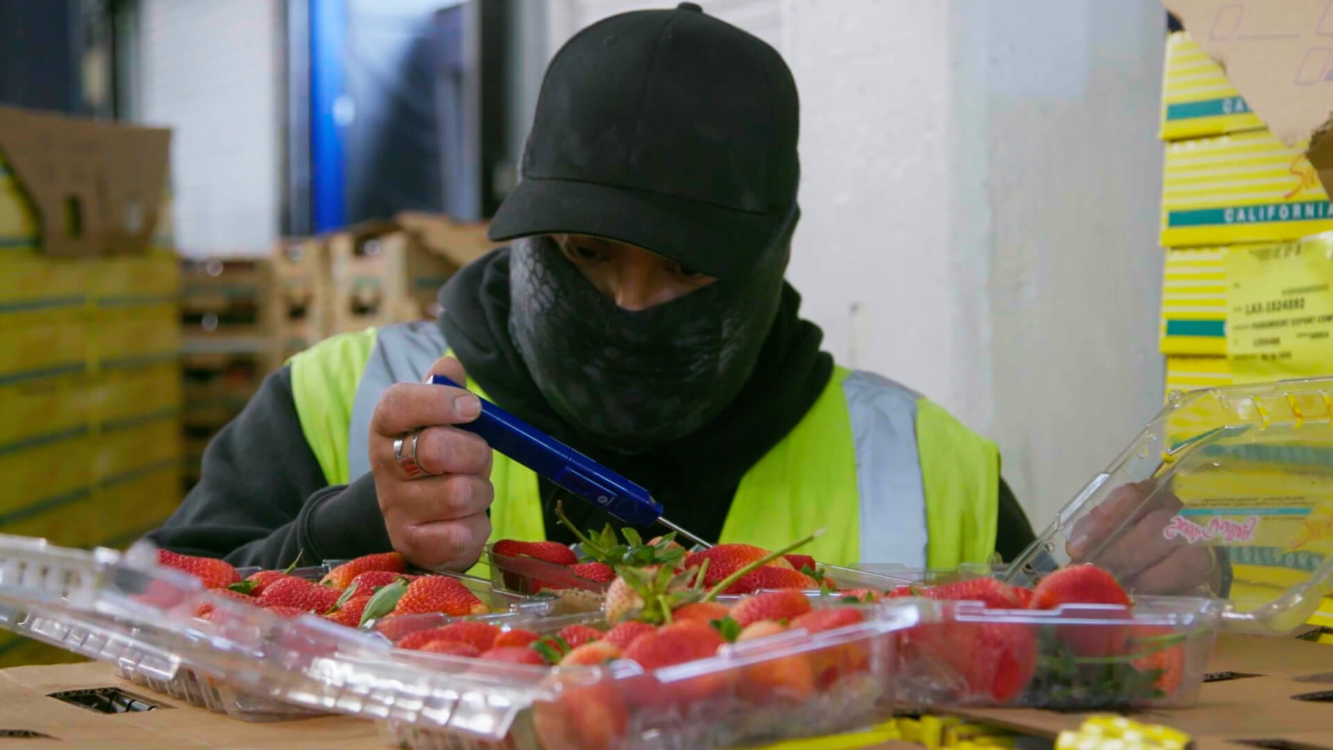 Strawberries being checked for temperature before packaging