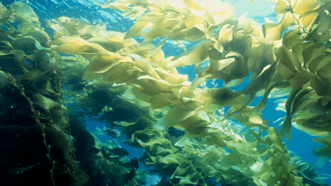 Seaweed